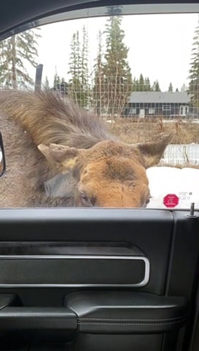 Moose Covered in Ticks