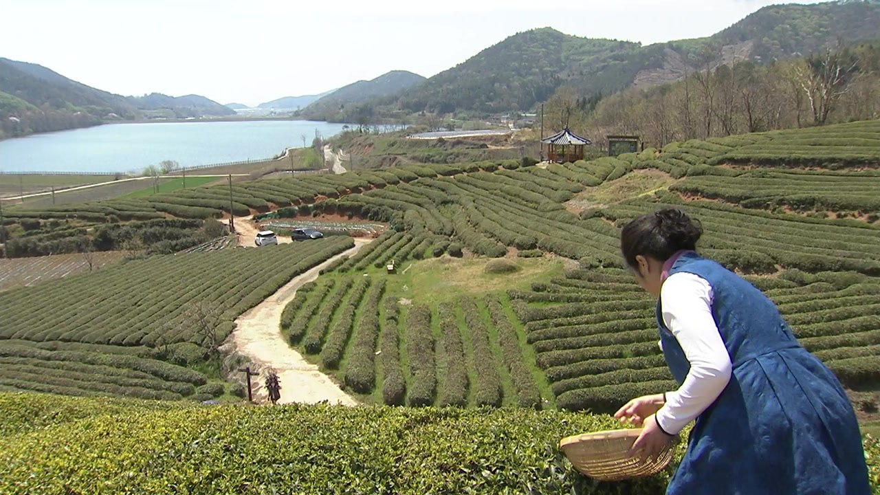 대한민국 녹차 수도 보성, '강한 보성' 건설! / YTN