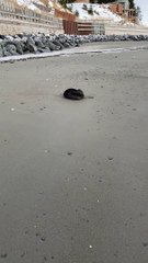 Napping Sea Otter Gets Startled