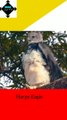 Harpy Eagle || weird animals || trivia