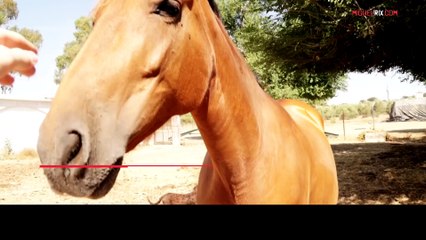 07 ni Tierra ni Libertad Mafia Estado y Elecciones