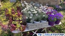 Video News - LONATO, TORNA FIORI NELLA ROCCA