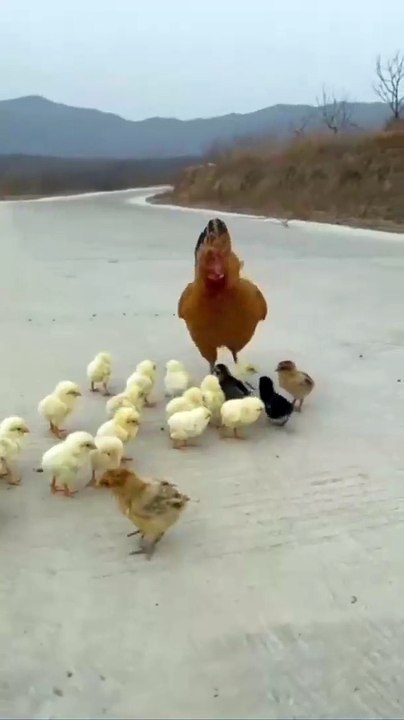 Coq vs chien