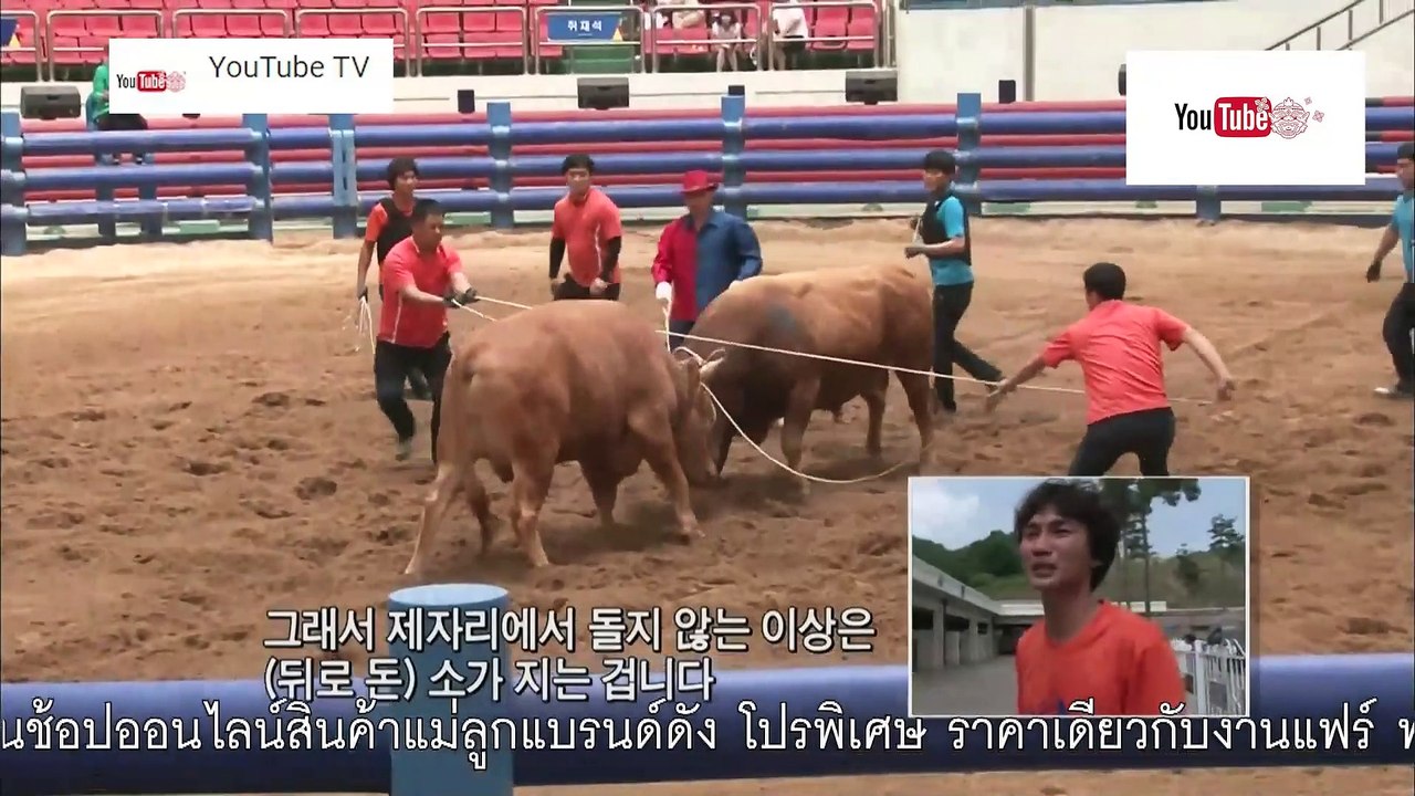 ฅ.คนขั้นเทพ ตอน แข่งวัวชนเกาหลี