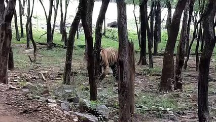 गर्मी से वन विभाग की क्यों बढ़ी चिंता जानिए पूरा मामला...