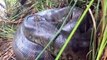 Un aventurier filme une bête monstrueuse : énorme anaconda