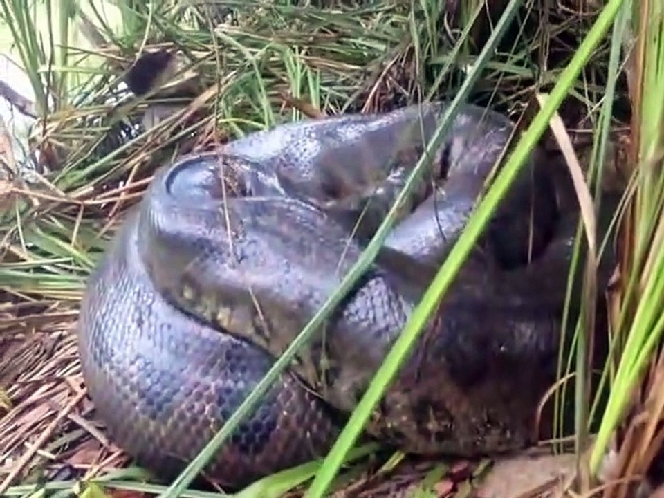 Un aventurier filme une bête monstrueuse : énorme anaconda