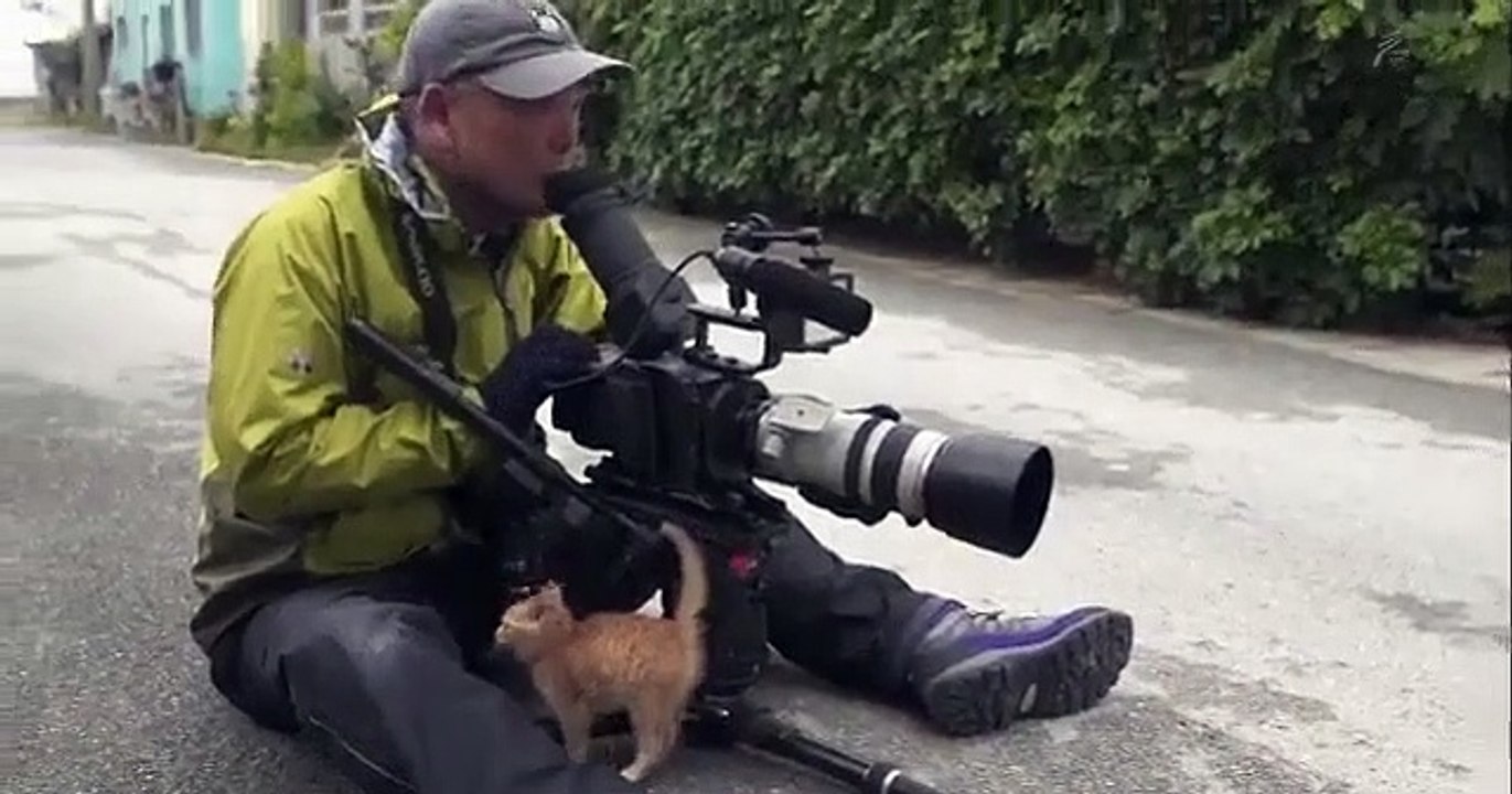 Ce chaton adorable a adopté un cameraman dans la rue