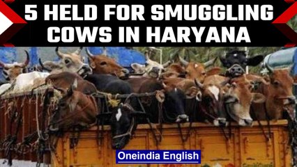 Haryana: 5 held for cow smuggling and alleged firing at cow vigilantes | OneIndia News