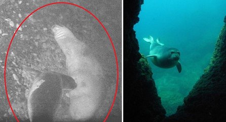 Kırmızı listedeki Akdeniz fokunun doğumu ilk kez kayıt altında