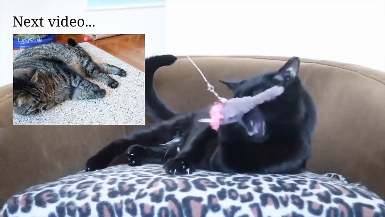 Funny Cat Videos Try Not to Laugh or Grin Impossible