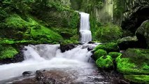 Peaceful Nature Sounds Forest River Ambience