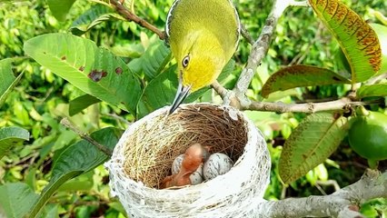 Burung Pleci (Zosterops)