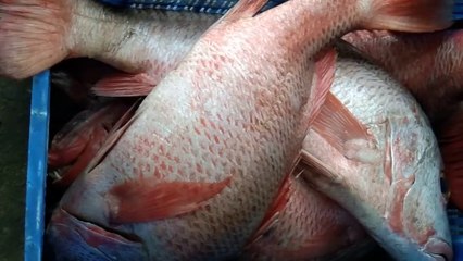 The biggest fish market is chittagong fishery ghat |The best place to buy good fish at low prices
