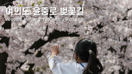 3년을 기다렸다! '여의도 윤중로 벚꽃길' 드디어 개방(Yeouido Yunjung-ro Cherry Blossom) / 디따