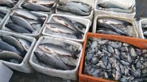 famous fish market | wholey fish market video in Bangladesh