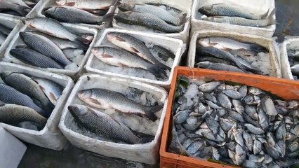 famous fish market | wholey fish market video in Bangladesh