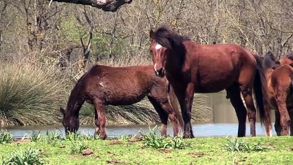 Bursa'da bir doğa harikası! Ziyaretçilerini bekliyor