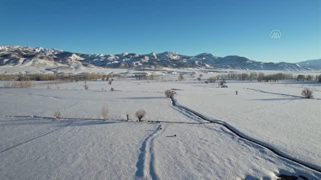 Yaban domuzu sürüsü ve bozayılar görüntülendi