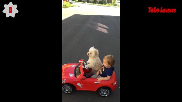 Drôle et mignon : ce chien conduit à la place de son maître ! Le Zapping Web