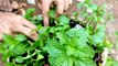 how to plant mint | how to grow mint from cuttings | how to plant a mint plant