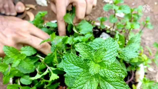 how to plant mint | how to grow mint from cuttings | how to plant a mint plant