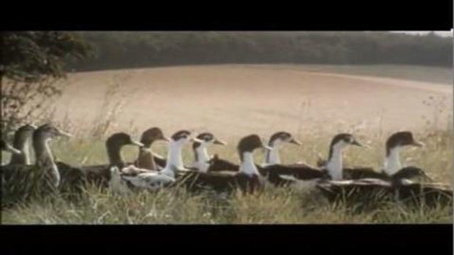 Le bonheur est dans le pré