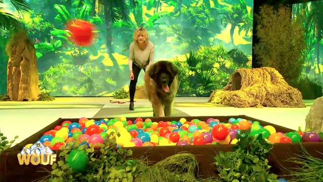 Découvrez les toutes premières images de Wouf, l'unique concours canin de la télévision !