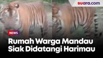 Video Mencekam Rumah Warga Mandau Siak Didatangi Harimau: Opung...Tolong Opung!
