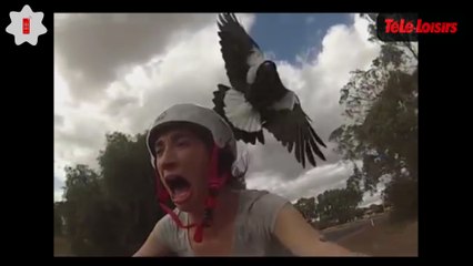 Elle se fait attaquer par une pie et devient folle... le Zapping web