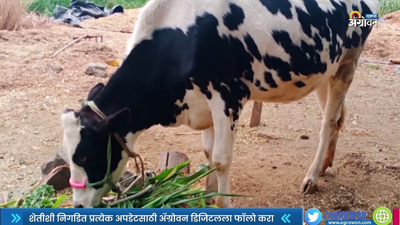 कालवड संगोपनात वजनवाढ महत्त्वाची ! । Kalvad San...