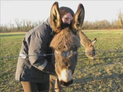 Vidéo chevaux ,anes -Karol-Le bateau blanc