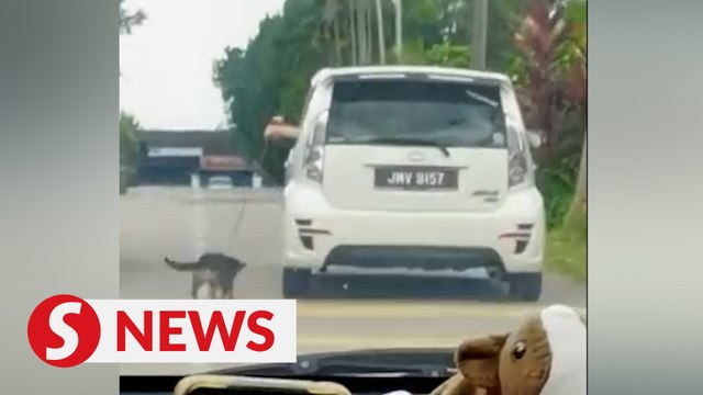 Pulling dog while driving: Mother, son called up by cops