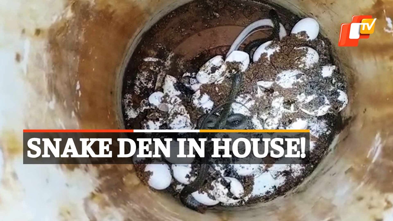 WATCH Baby Snakes Rescued From House Bathroom In Bhubaneswar video
