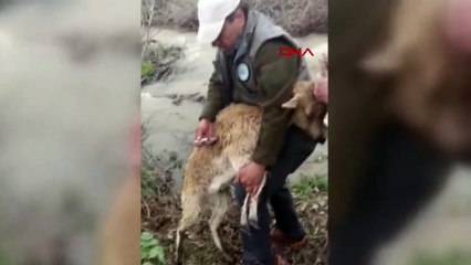 Hasta yaban keçisini sarp kayalıklarda sırtında taşıdı