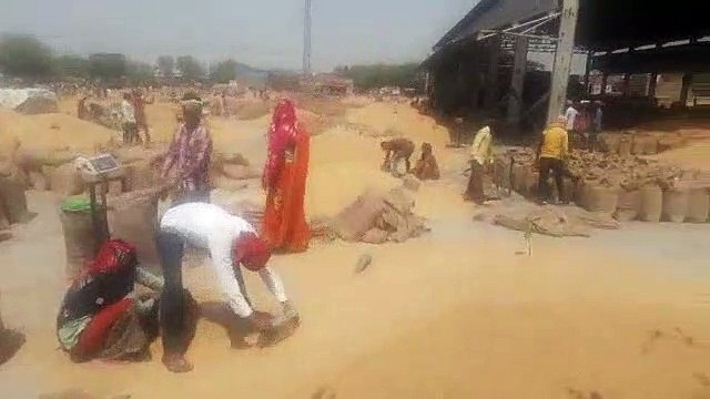 मंडी में रोजाना 1 से 1.5 लाख बोरी जिंस की आवक