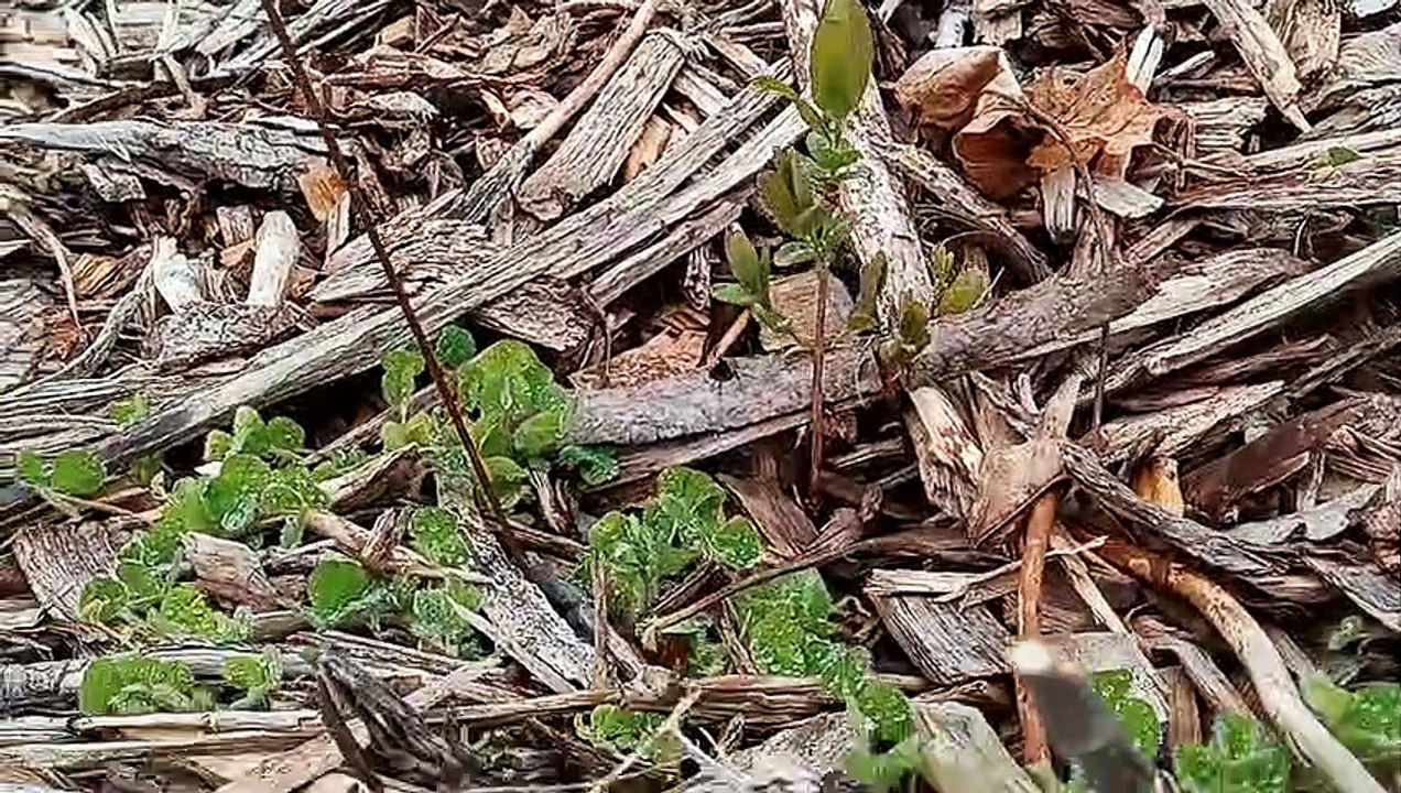 Urban Edible Landscaping - Early Blooming Berry Bushes (Haskaps)