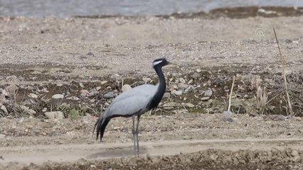 Erciş'te telli turna görüntülendi