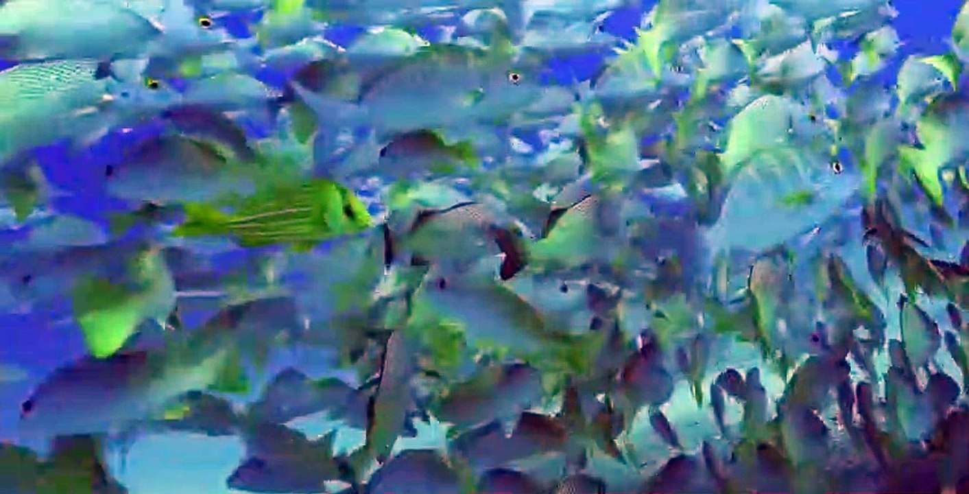 Great Blue Wild S02 E01
