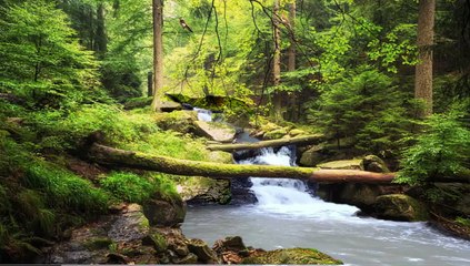 Peaceful Ambience, Forest River and Birds Singing