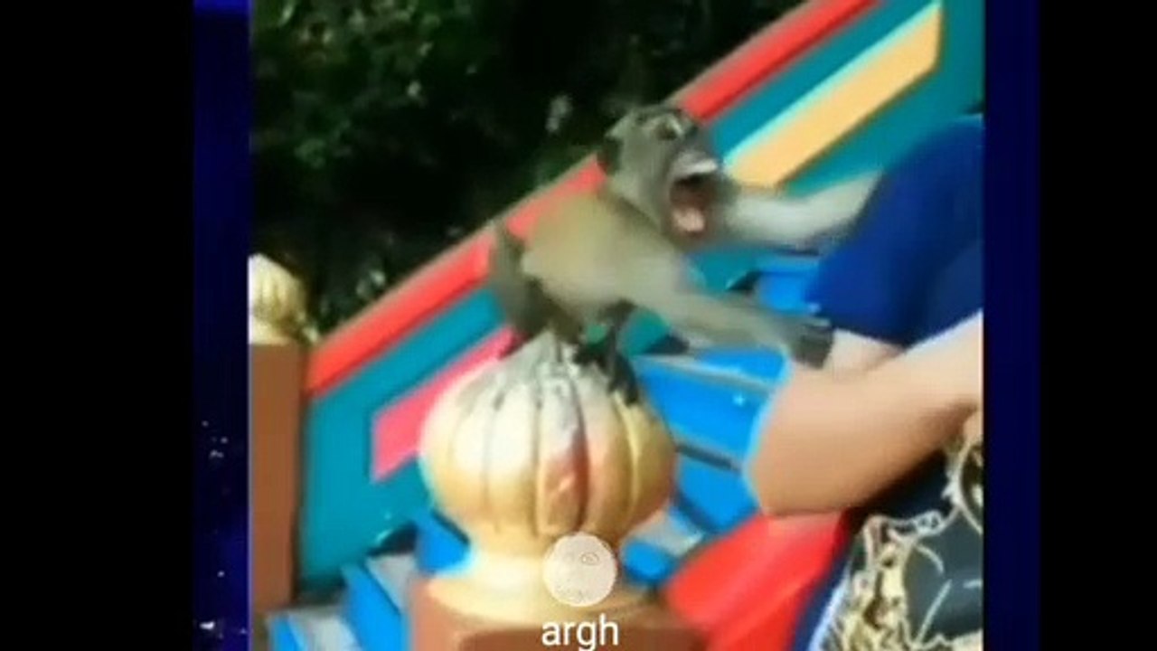 Kompilasi Video Lucu 11 April 2022