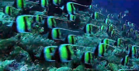 Great Blue Wild S02 E02