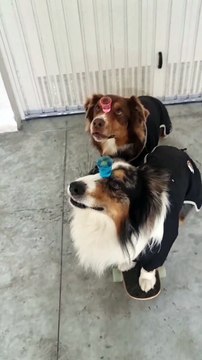Two Synchronized Dogs on a Skateboard Balance Two Cups