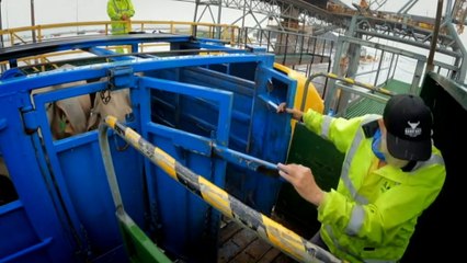 Australia-Indonesia live cattle partnership being tested amid livestock shortage