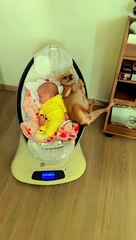 Baby and Chihuahua Share Cradle
