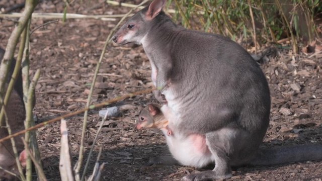 Langka! Bayi Pademelon Lahir di Kebun Binatang Inggris