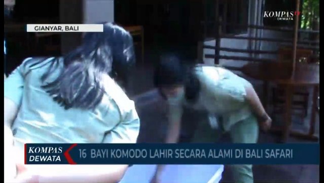 16 Bayi Komodo Lahir Secara Alami Di Bali Safari