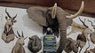 Tigres, éléphants... plus de 1000 animaux empaillés saisis par la garde civile en Espagne