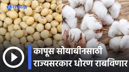 Cotton Market Rate | राज्यात कापूस आणि सोयाबीनचे उत्पादन वाढवण्यासाठी सरकारचा पुढाकार | Soyabean