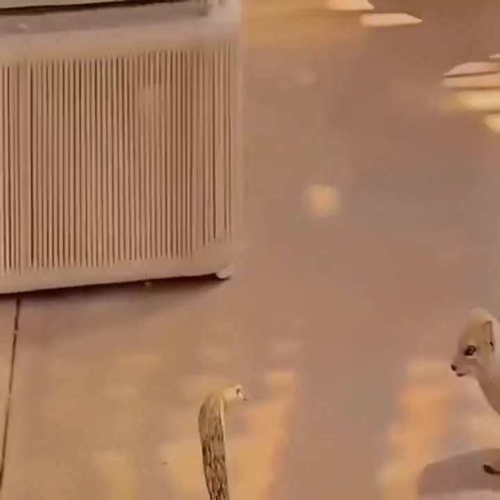 Snake vs cat_HD